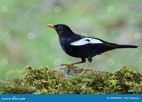 Fascinated Black with Orange Beaks and White Marks on Its Wings in ...