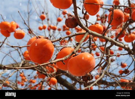 Ripe Orange Korean Persimmons On The Tree Againt The Blue Sky In Autumn