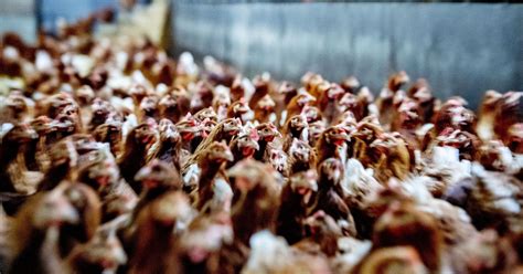 107 000 Kippen Geruimd Na Uitbraak Vogelgriep Op Groot Bedrijf