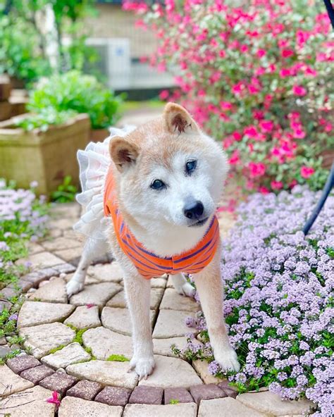 End Of An Era: Beloved “Doge” Meme Dog Kabosu Passes Away At Age 18 ...