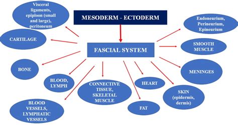 Figure From Embryology We Can Determine Statpearls Ncbi Bookshelf