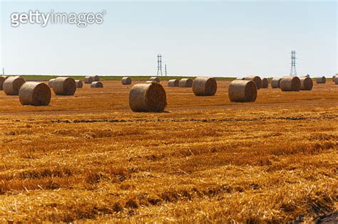 Round Straw Bales In Harvested Fields Autumnal Countryside Landscape