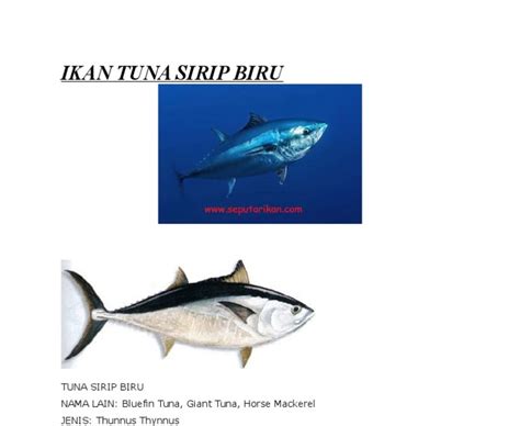 Foto Ikan Tuna Sirip Biru - Renunganku