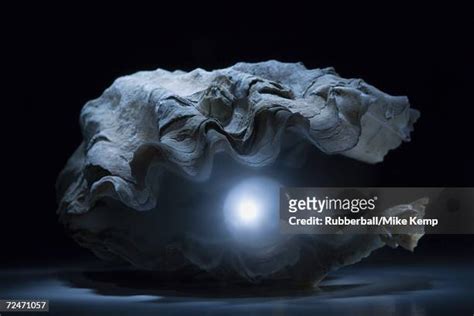 427 Pearl Inside Oyster Shell Stock Photos High Res Pictures And