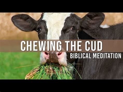 Chewing The Cud Why Biblical Meditation Is So Important Pastor