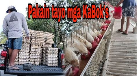 Buhay Farmer Pagkakarga At Pagpapakain Ng Manok Youtube