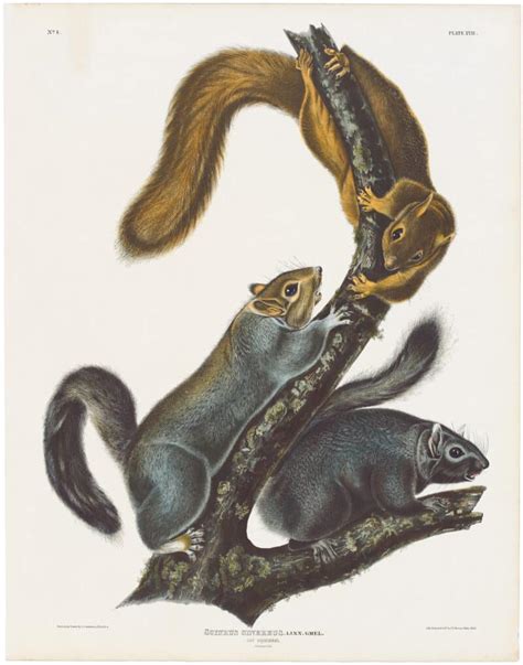 Audubon Bowen Ed Pl Cat Squirrel Quadruped Imperial Bowen