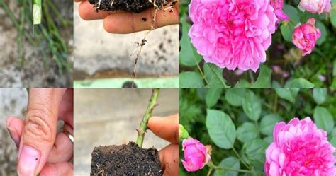 Cultiver des roses avec des branches dans une boîte de lait recyclée