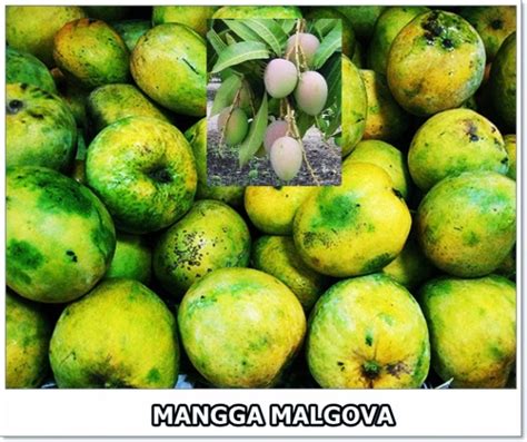 Caraka Purwo Wibisono Mengenal Manfaat Dan Khasiat Buah Mangga Malgova