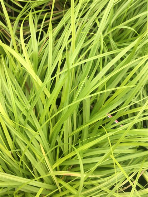 Carex Grass Dwarf