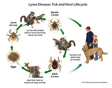 Park Animal Hospital Veterinarian In Mississauga On Canada Lyme