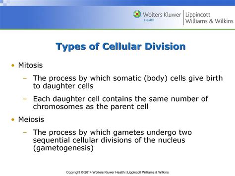 Chapter 5 Fetal Development Ppt Download