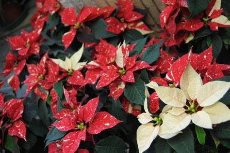 Poinsettia Rose De Noël Fleuriste Pépinière Jardiflore