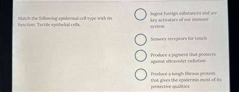 Solved Match The Following Epidermal Cell Type With Its Chegg