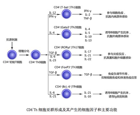 【132】免疫细胞 T淋巴细胞 Sam Note