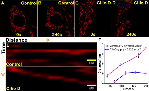 Ciliobrevin D Inhibits The Motility Of Mitochondria Affecting The