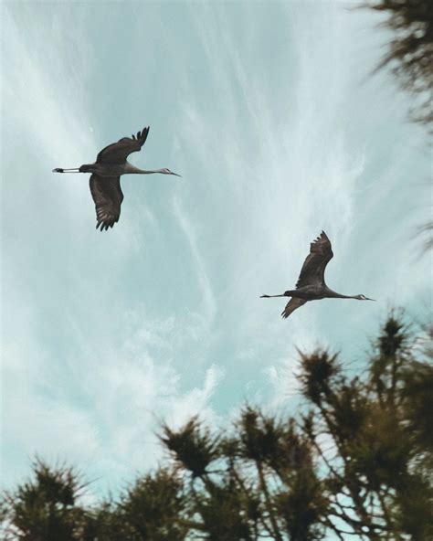 Birds Flying Pictures | Download Free Images on Unsplash