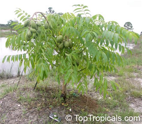 June Plum Tree Ambarella Spondias Cytherea | Rare plant nursery - Top ...