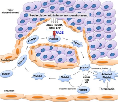 Re Circulation Of Platelets Within Tumor Microenvironment Is Activated