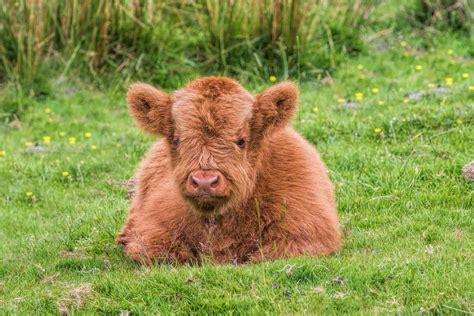 Ted The Baby Highland Cow Lying Down Print 295 Paula Beaumont