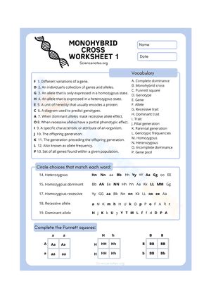 Monohybrid Cross Answers Worksheets 2024