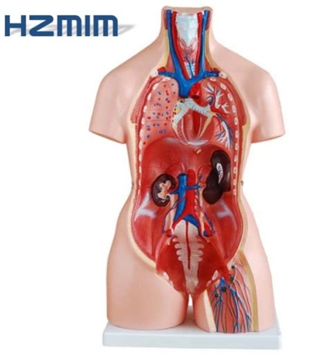 Human Anatomical Model Human Anatomy Torso Model Human Body Model