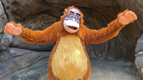 King Louie Surprise Meet And Greet At Disneys Animal Kingdom During