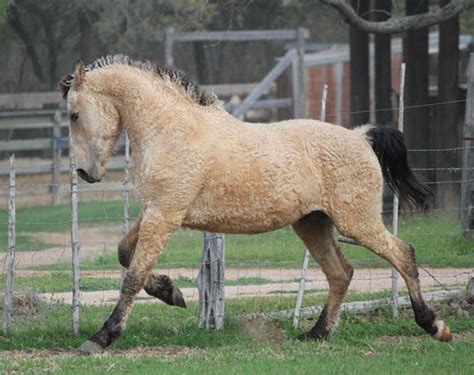 Bashkir Curly Horse Stallion | Horses, Curly horse, Beautiful horses