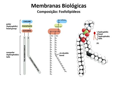 Membrana Plasmática Biologia Celular Molecular E Genética