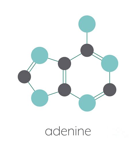 Adenine Purine Nucleobase Molecule Photograph By Molekuul Science Photo