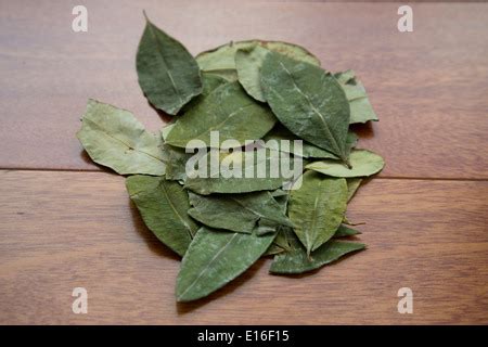 Leaves of coca plant Stock Photo - Alamy