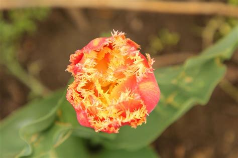 Premium Photo A Red Flower With Yellow And Brown Spots On It