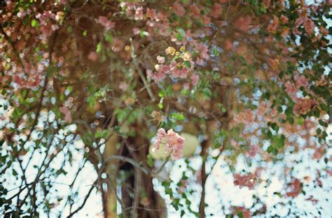 Florida Flowering Trees 2 | Photoentropy | A Chicago-Based Photoblog by ...