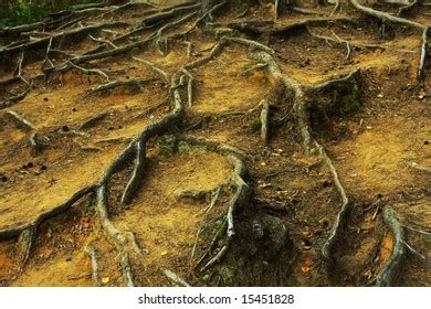 Naked Roots Trees Dark Stock Photo Shutterstock