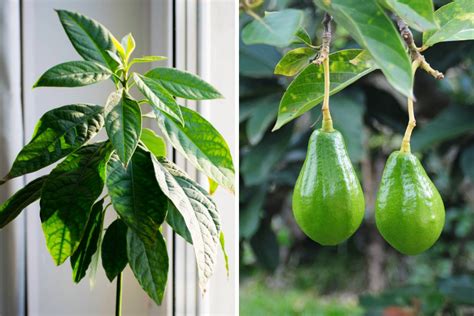 How To Grow An Avocado From A Seed The Seed Collection