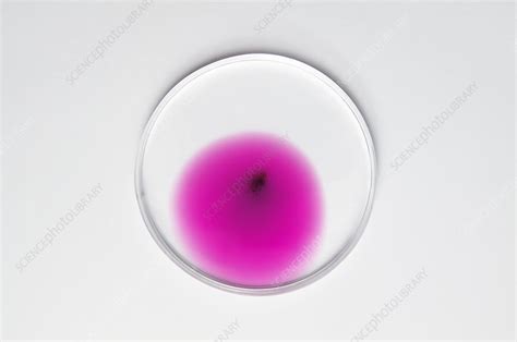 Diffusion Of Potassium Permanganate Stock Image C017 4058 Science