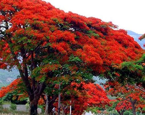 Semillas De Royal Poinciana Flamboyant Tree Delonix Regia Etsy Espa A