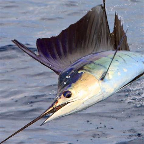 sailfish  marlin billfish compared outdoorworld reviews
