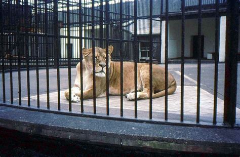 The Lion Cage at London Zoo 1969