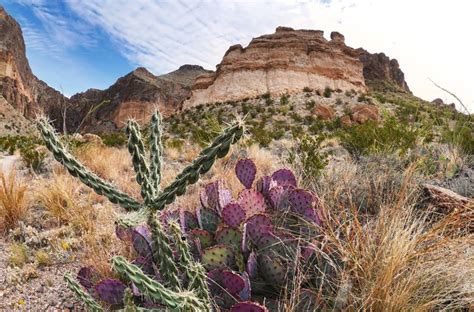 Chihuahuan Desert Cacti | Monument valley, Natural landmarks, Desert cactus