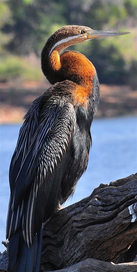 A Large Bird Sitting On Top Of A Tree Branch Next To The Water S Edge