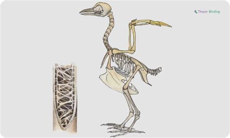 Why Do Birds Have Hollow Bones? - 3 Main Reasons