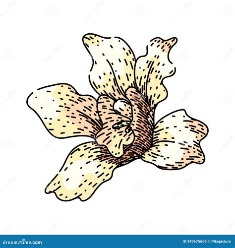 Dendrobium Orchid Sketch Hand Drawn Vector Royalty-Free Illustration