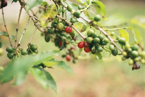 Free Images Tree Branch Fruit Berry Flower Food Produce Flora