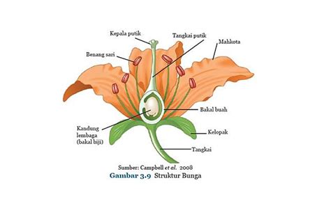 Detail Gambar Bunga Sempurna Bagian Dan Fungsinya Koleksi Nomer 20