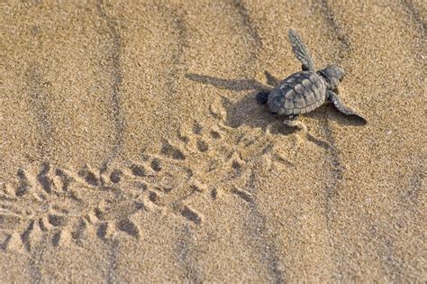 Caretta Caretta I Record 2023 Del Siracusano Prima Schiusa D Italia E