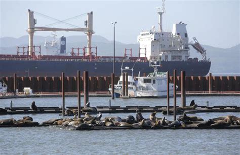 State Warns Of Sick Stranded Sea Lions On Oregon Coast Oregonlive