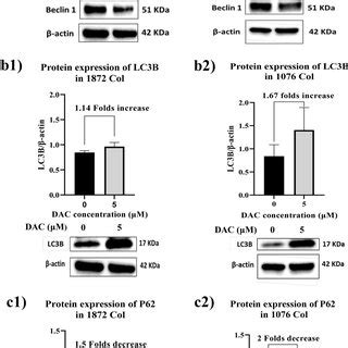 Effect Of Dac Treatment On Autophagy Markers The Col And Col