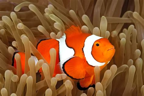 Cara Memelihara Ikan Nemo Clownfish Panduan Reefer Pemula