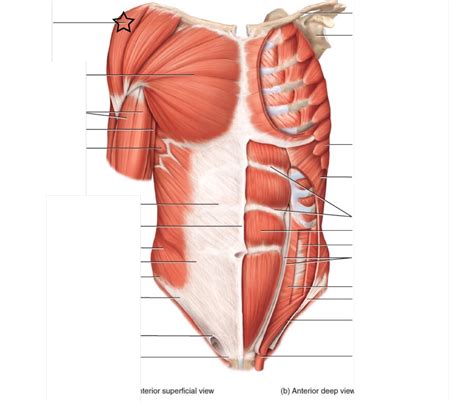 Anterior Muscles Of Torso Muscle Anatomy Poster Anterior And The Best